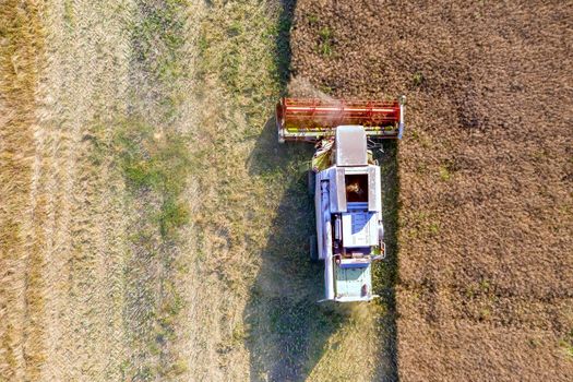 Aerial top view of harvesting field with combine mows wheat.  Harvesting in the fields. 