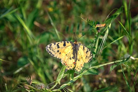 Amazing butterfly perched at green grass