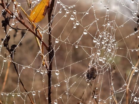 Beauty cobweb with raindrops on a plant in the field. Close up