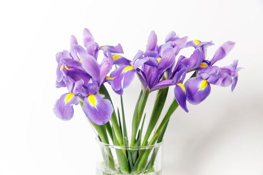 Violet Irises xiphium (Bulbous iris, sibirica) on white background with space for text. Top view, flat lay. Holiday greeting card for Valentine's Day, Woman's Day, Mother's Day, Easter!