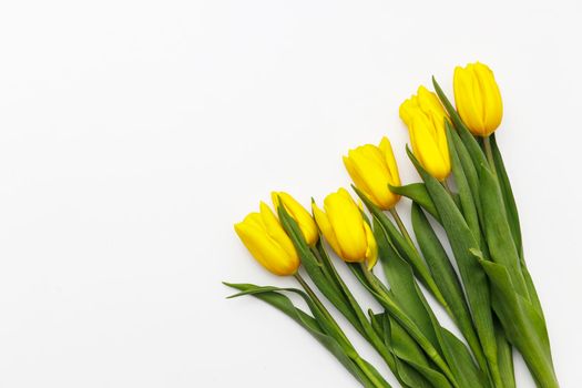 layout of yellow tulips on a white background