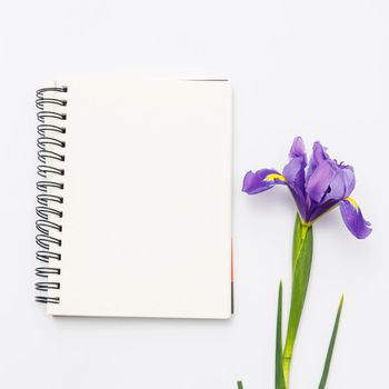 Violet Irises xiphium (Bulbous iris, sibirica) on white background with space for text. Top view, flat lay. Holiday greeting card for Valentine's Day, Woman's Day, Mother's Day, Easter!