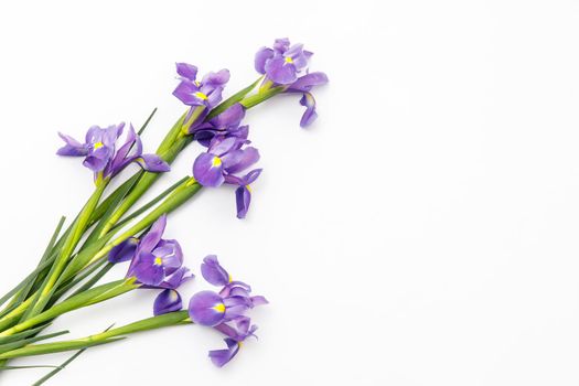 Violet Irises xiphium (Bulbous iris, sibirica) on white background with space for text. Top view, flat lay. Holiday greeting card for Valentine's Day, Woman's Day, Mother's Day, Easter!