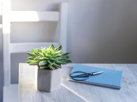 Echeveria in a beautiful ceramic pot on a beige table next to a white spring notepad in the kitchen as an interior decoration. Place for text. Copy space