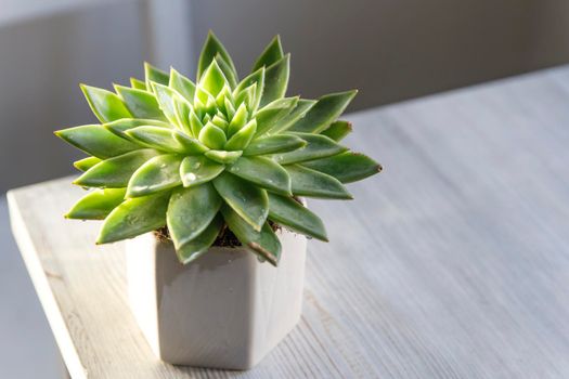 Echeveria in a beautiful ceramic pot on a beige table in the kitchen as an interior decoration .Place for text. Copy space