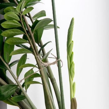 Zamioculcas plant. Fragment of a plant and a fresh shoot against a white wall