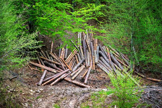 Felling trees. Trunks of felled trees. Cut down trees. Deforestation and logging