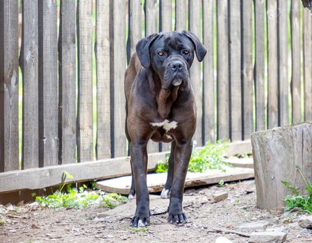 Portrait of a big black dog in the yard house.