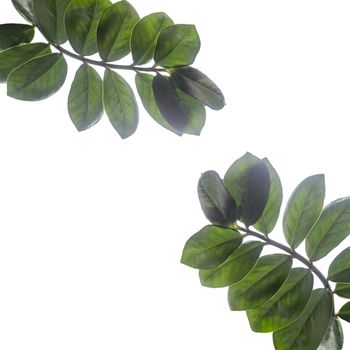 A frame of branches of Zamioculcas plant isolated on white