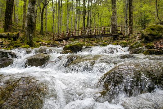 beautiful view of the water stream of a river and bridge in the forest