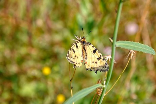 Colorful butterfly perched at green grass