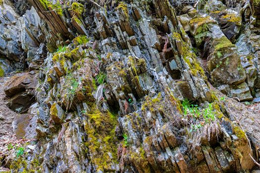 The surface of the forest rocks. Abstract background for design.