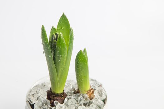 Unblown hyacinth buds in raindrops isolated on the white. Copy space