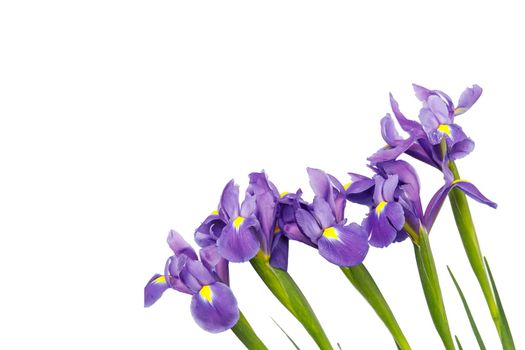 Violet Irises xiphium (Bulbous iris, sibirica) on white background with space for text. Top view, flat lay. Holiday greeting card for Valentine's Day, Woman's Day, Mother's Day, Easter!