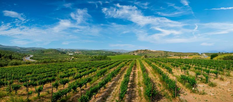 Wineyard with grape rows. Crete island, Greece