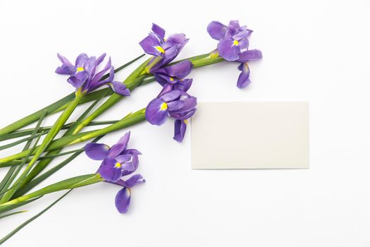 Violet Irises xiphium (Bulbous iris, sibirica) on white background with space for text. Top view, flat lay. Holiday greeting card for Valentine's Day, Woman's Day, Mother's Day, Easter!