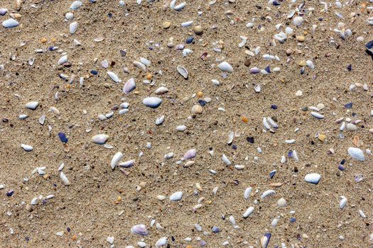 Natural sand surface with shell fragments for use as a background