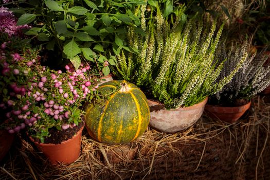 Pink snowberry, pumpkin, and purple heather adorn the flower bed on the garden lawn