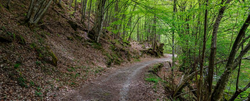 walkway road in a wild forest in mountain