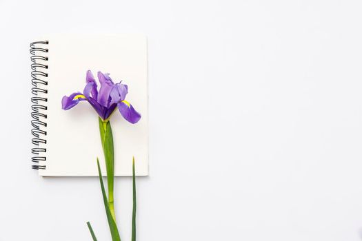 Violet Irises xiphium (Bulbous iris, sibirica) on white background with space for text. Top view, flat lay. Holiday greeting card for Valentine's Day, Woman's Day, Mother's Day, Easter!