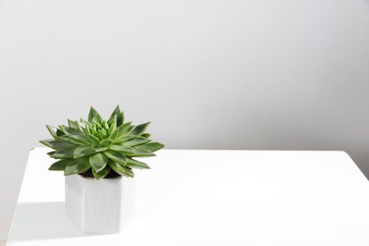 Echeveria in a beautiful ceramic pot on a beige table in the kitchen as an interior decoration .Place for text. Copy space