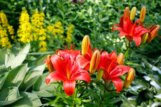 A flower bed with a yellow loosestrife, hosta and lily. Landscape gardening. Summer time