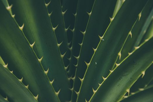 Close up of green agave plant leaves in low light