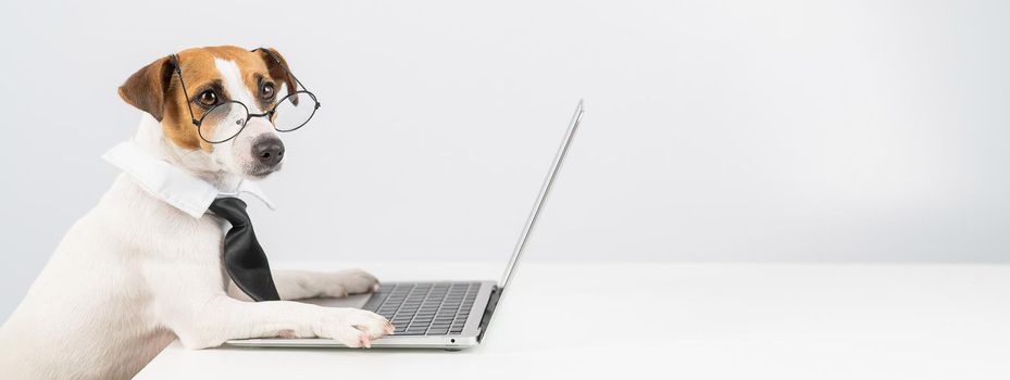 Jack russell terrier dog in glasses and tie works on laptop on white background