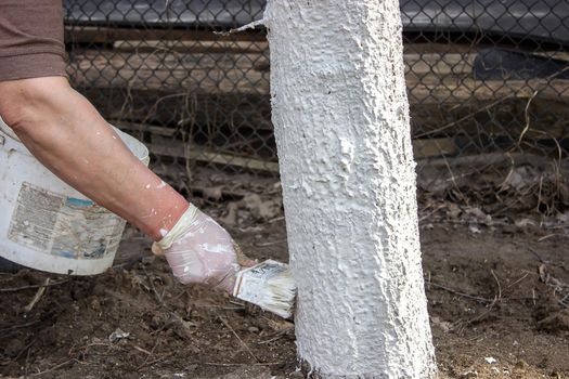 Girl whitewashing a tree trunk in a spring garden. Whitewash of spring trees, protection from insects and pests.selective focus