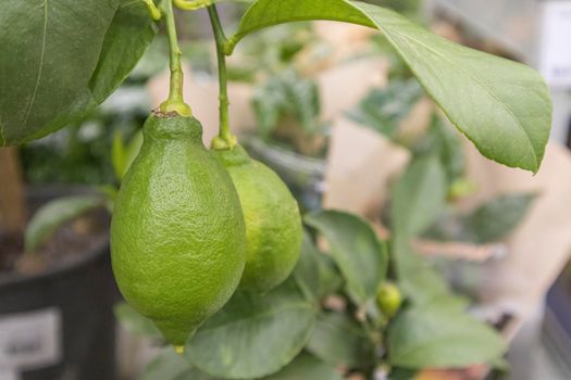 the fruits of a green lemon on a branch on the shelves of stores. High quality photo