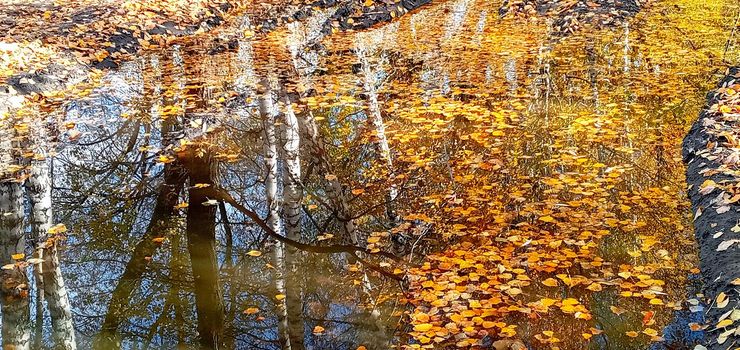 Autumn leaves in puddle of water. Beautiful autumn bright atmosphere image. vivid autumn leaves on water backdrop. fall season background concept. autumn rainy day. shallow depth. close up.