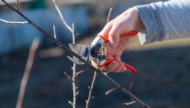pruning branches with pruning shears.