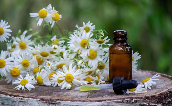 chamomile essential oil on a wooden background. Selective focus