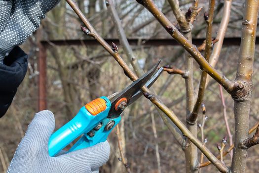 Pruning an fruit tree - Cutting Branches at spring