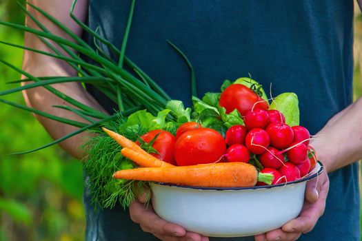 farmer in blue clothes holds ripe vegetables in his hands. Carrots, pink radishes, zucchini, cucumber, onions. No plastic, no waste, ecology Selective focus