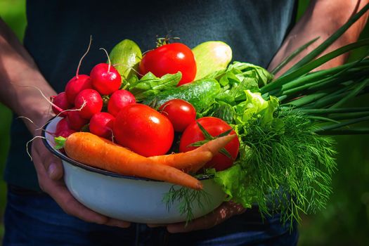 farmer in blue clothes holds ripe vegetables in his hands. Carrots, pink radishes, zucchini, cucumber, onions. No plastic, no waste, ecology Selective focus