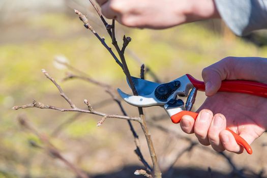 pruning branches with pruning shears.