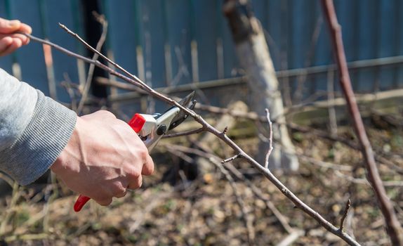 pruning branches with pruning shears.