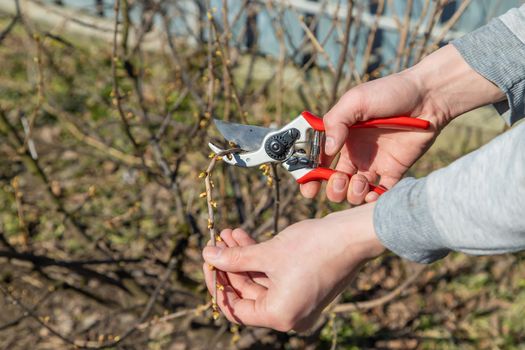 pruning branches with pruning shears.