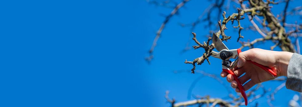 pruning branches with pruning shears.