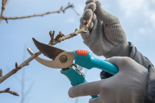 Pruning an fruit tree - Cutting Branches at spring