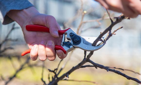 pruning branches with pruning shears.