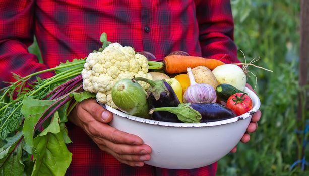 a man holds vegetables from a farm in Minsk. Nature