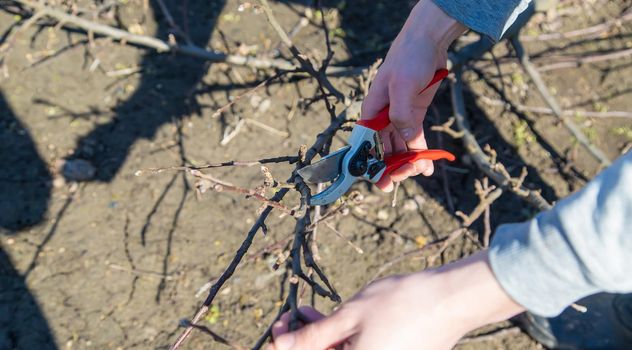 pruning branches with pruning shears.