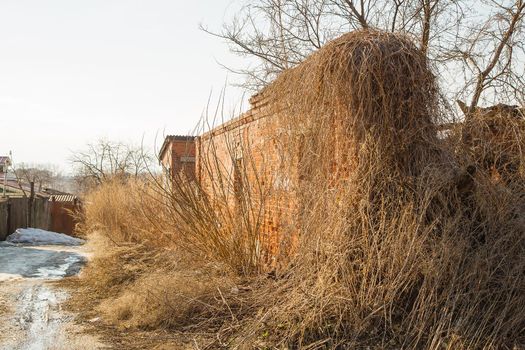 Dry grass enveloped the old ruined brick wall of the house. Spring, the snow is melting, there are puddles of slush and mud all around. Day, cloudy weather, soft warm light.