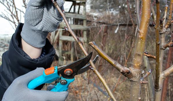 Pruning an fruit tree - Cutting Branches at spring