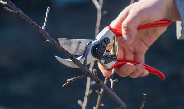 pruning branches with pruning shears.