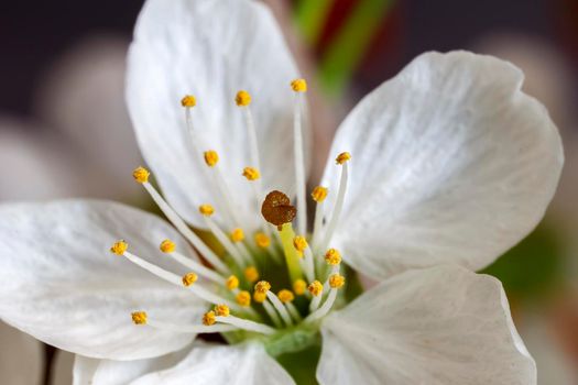 Macro view of blossom spring flower a blurred background