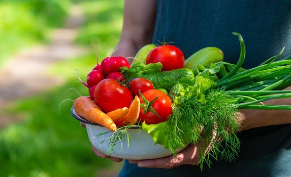 farmer in blue clothes holds ripe vegetables in his hands. Carrots, pink radishes, zucchini, cucumber, onions. No plastic, no waste, ecology Selective focus