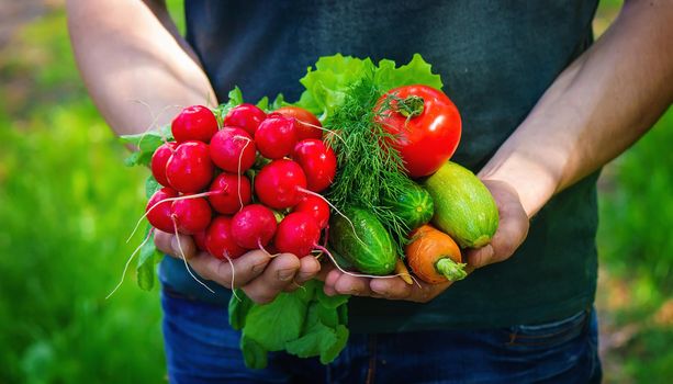 farmer in blue clothes holds ripe vegetables in his hands. Carrots, pink radishes, zucchini, cucumber, onions. No plastic, no waste, ecology Selective focus